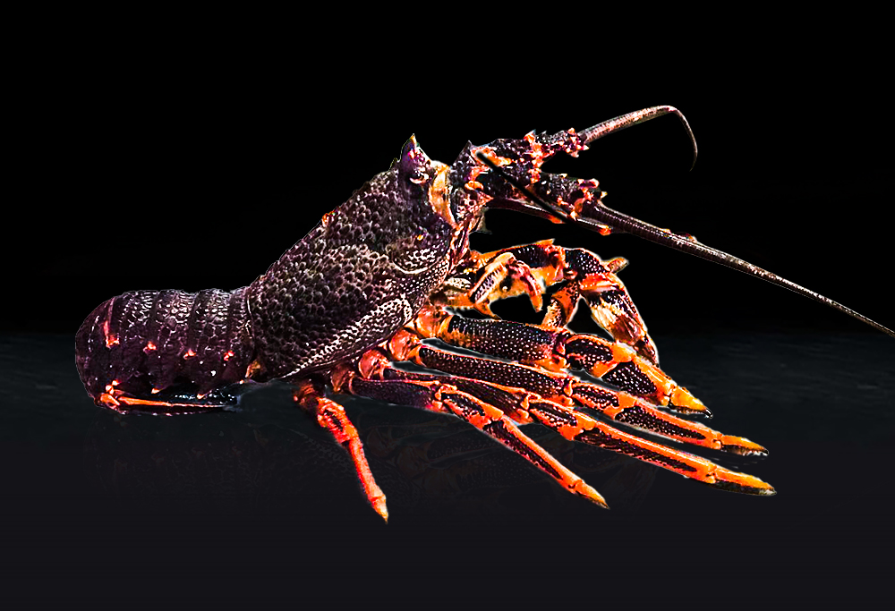 Lobster Range